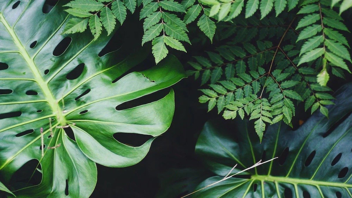 Adameve product image
